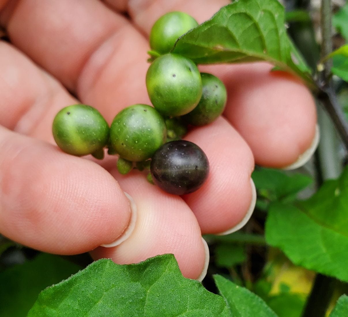 Solanum americanum [berries] 20221231_164920 sml.jpg