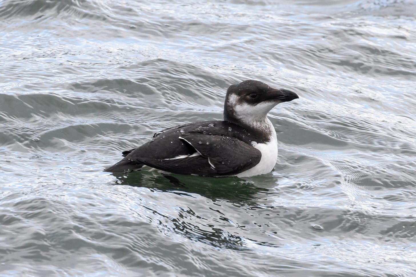 a juvenile razorbill in nonbreeding plumage sitting on hte water facing left. unlike the breeding birds, this bird has white all the way up to its chin which goes behind its eyes. 