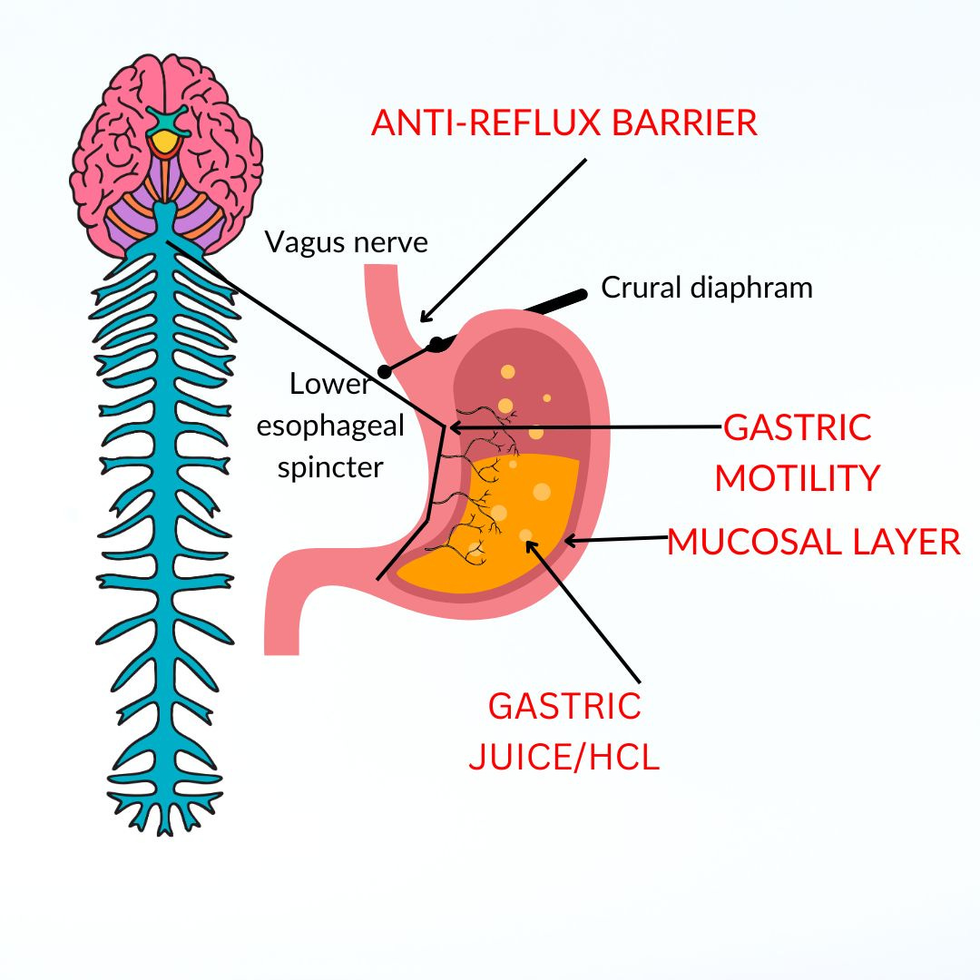 parts of the stomach inclyding anti-reflux, gastric motility, HCL and mucus layer