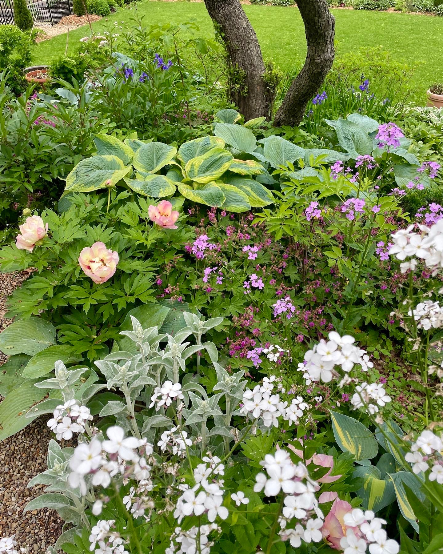 This photo shows the perennial planting at the foot of the crabapple tree in June. 