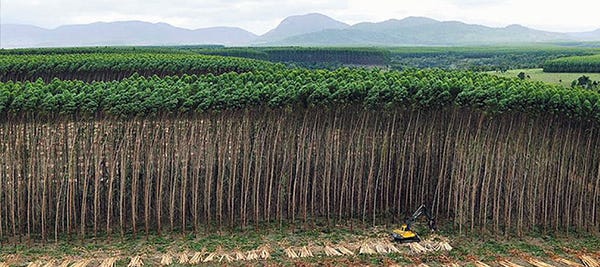 International Day of Struggle against Monoculture Tree Plantations 2014 |  World Rainforest Movement