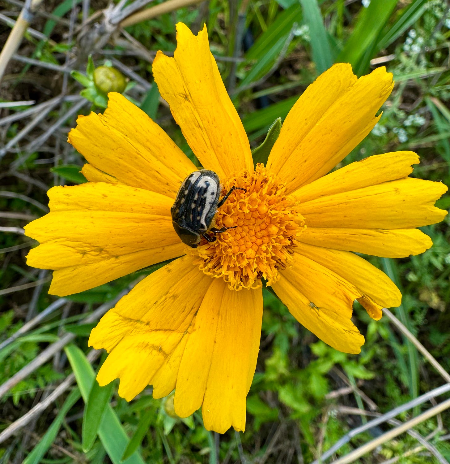 Yellow wildflower with beetle