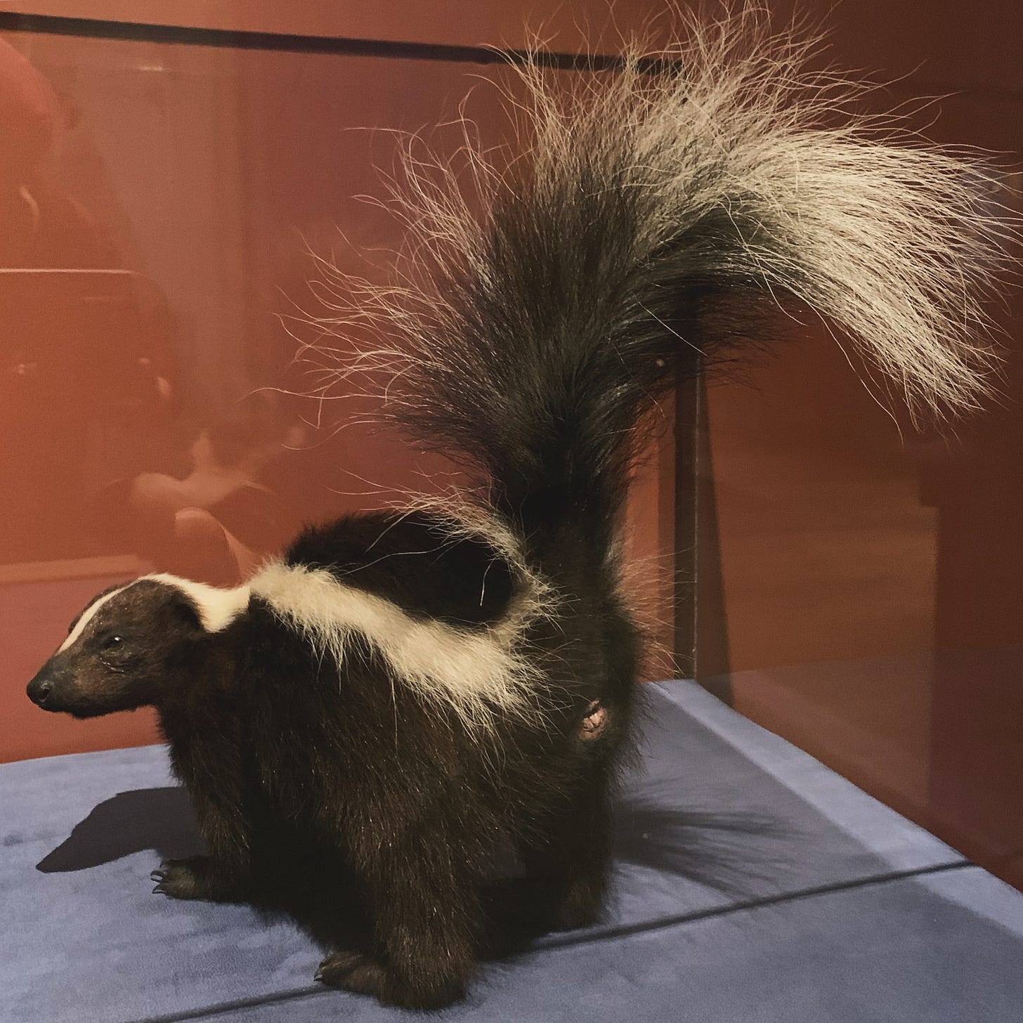 Taxidermied skunk, butthole first