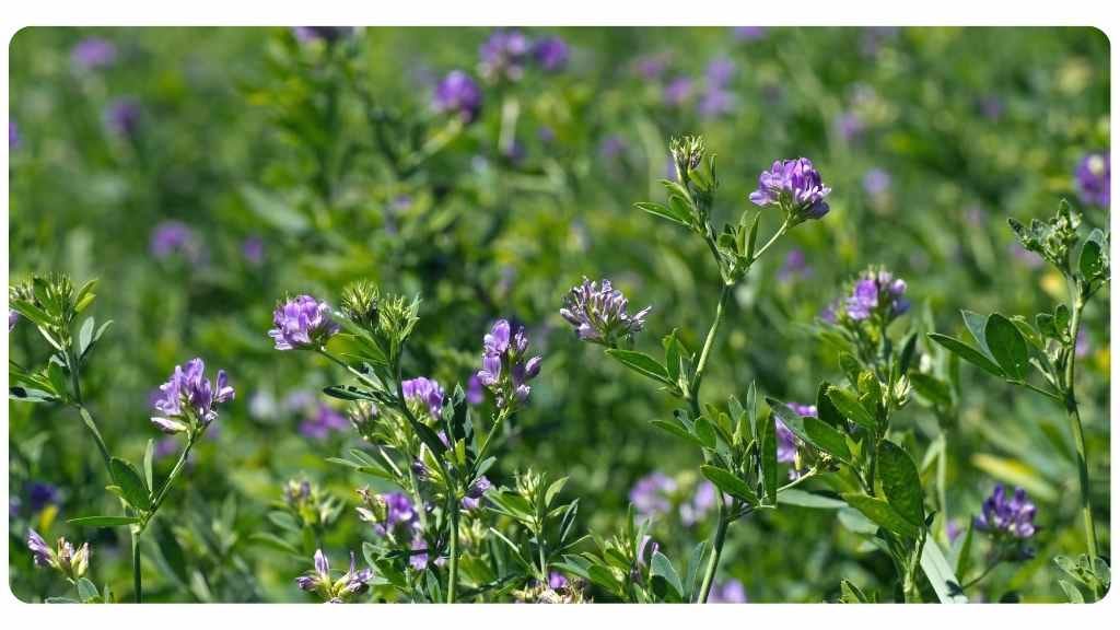 herbs high in vitamin d