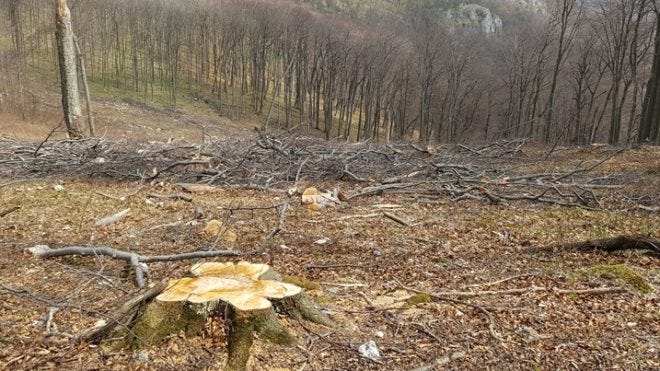 Megfiatalítás miatt vágták ki a Bükkben a 180 éves erdőt | Sokszínű vidék