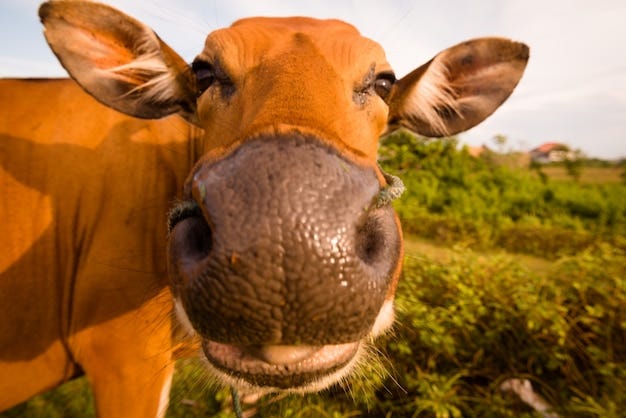 Cute cow