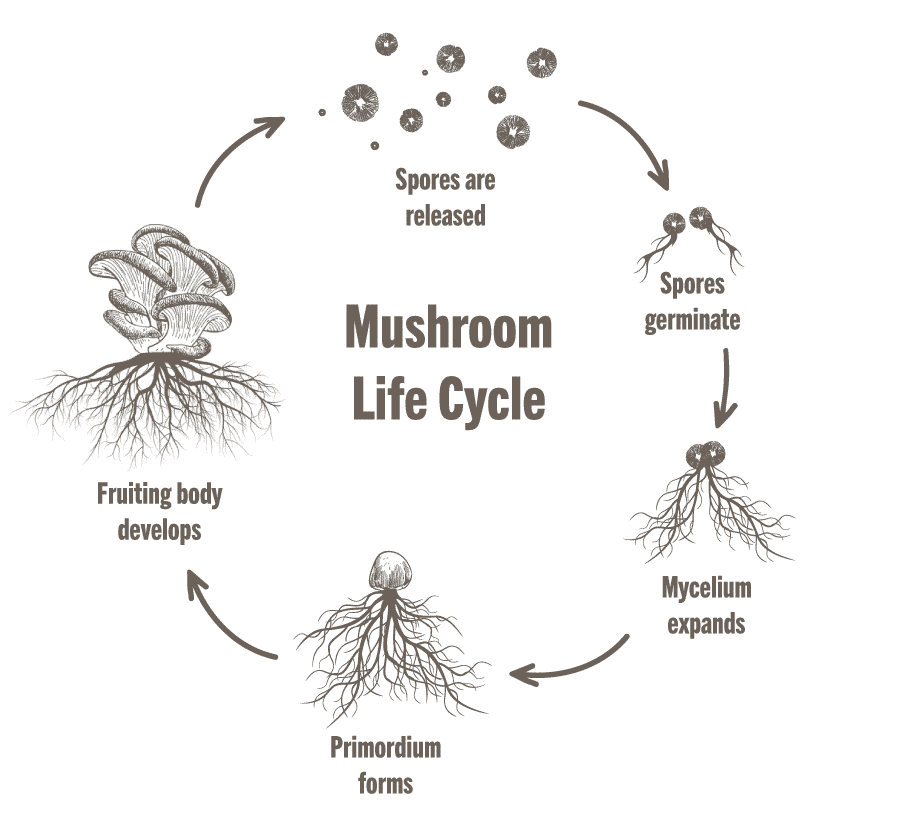 In the life cycle of a mushroom, both the mycelium and fruiting body offer health benefits.
