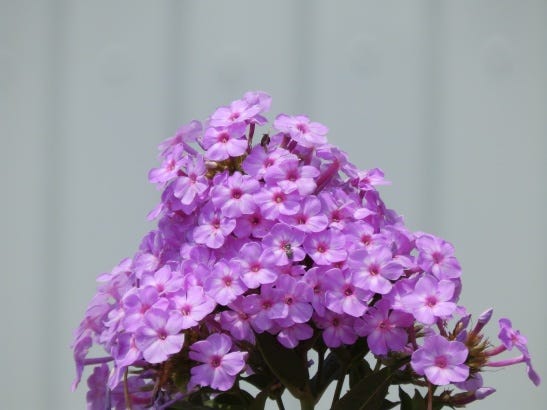 phlox