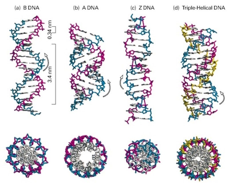side and top views of DNA