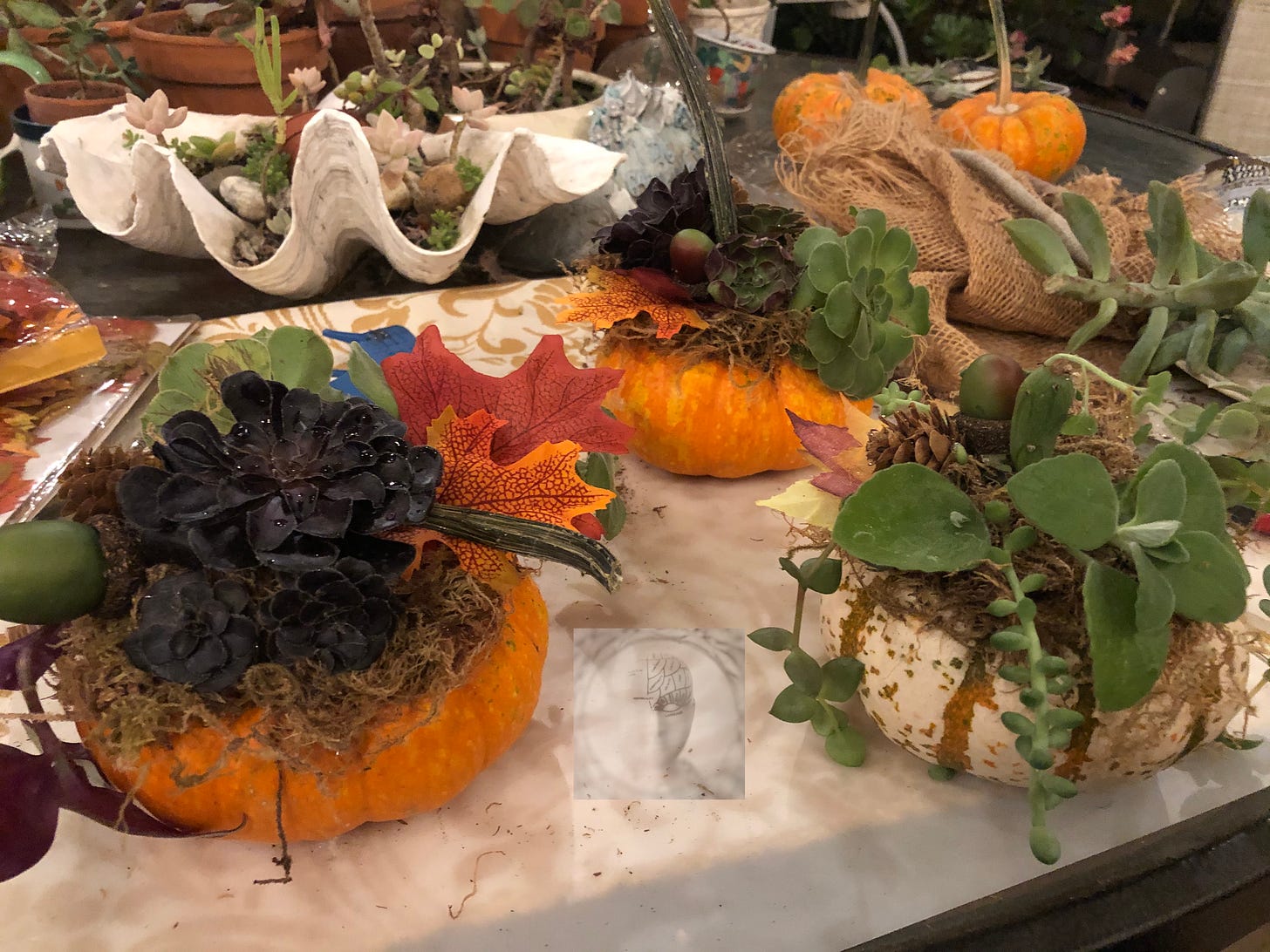 Succulents in small pumpkins and a giant abalone shell, showcase the vibrant synergy between nature and human health and happiness. 