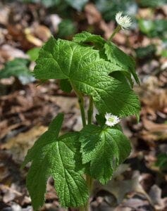 Goldenseal