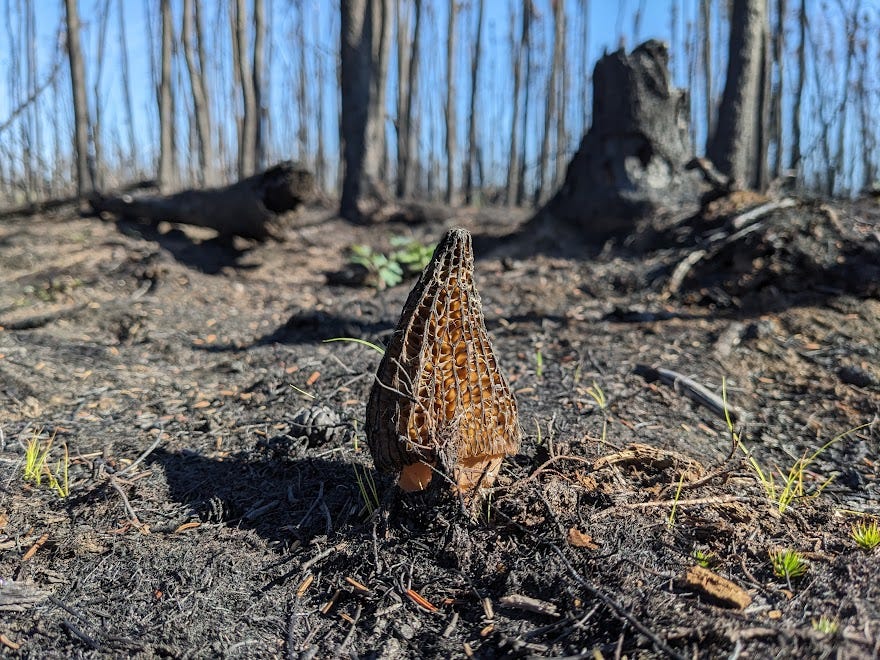 morel mushroom popped out of the earth