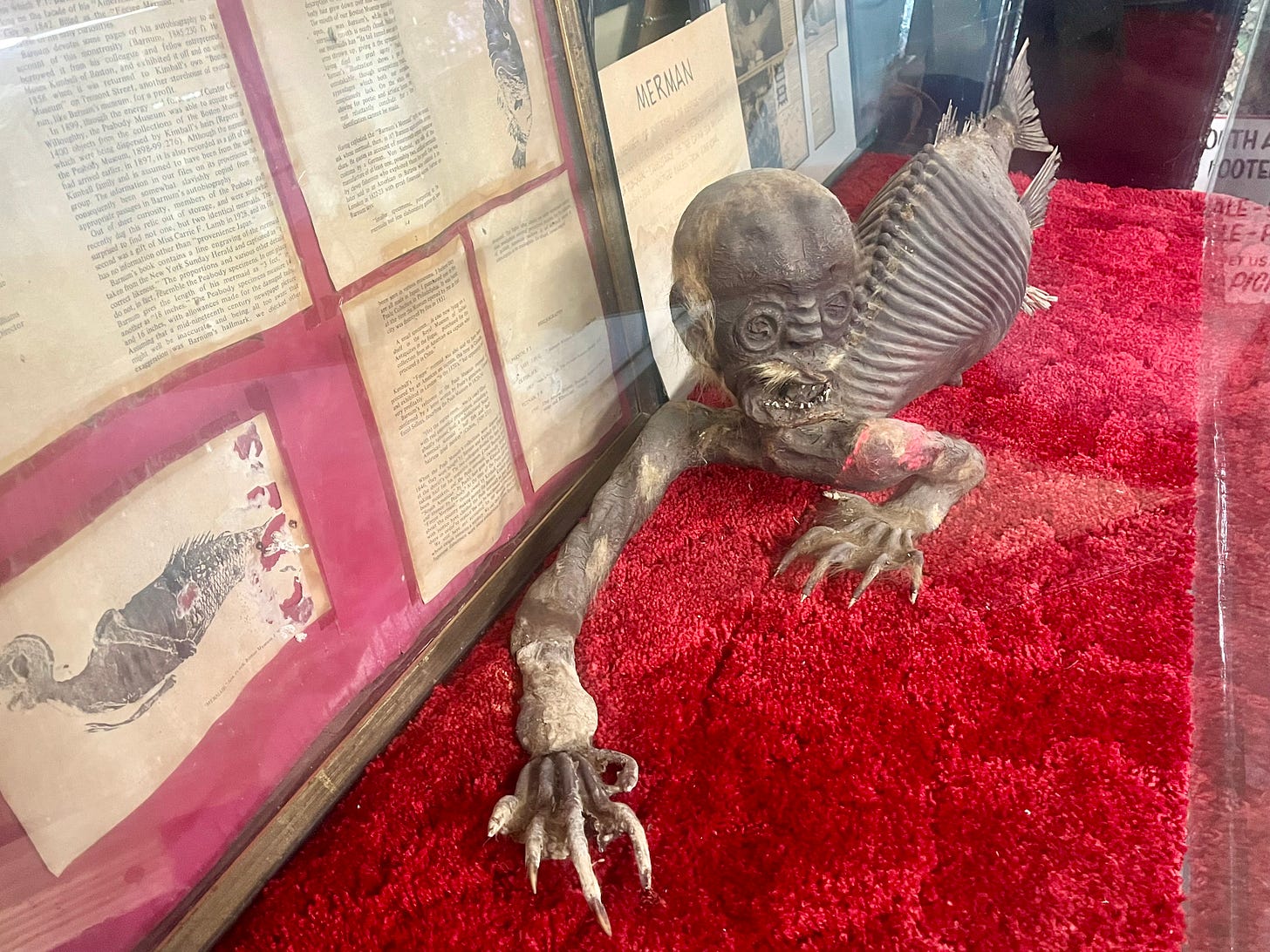 A "merman" skeleton in a glass display with a red carpet and a wall of old papers.