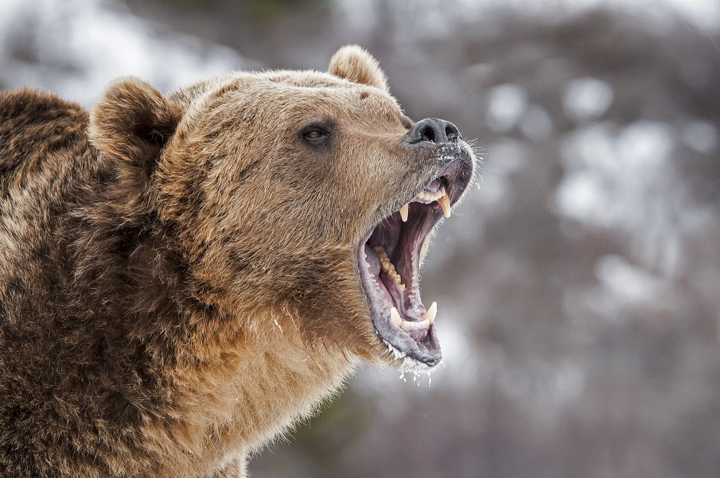 Growling Grizzly Bear image; Scott E Read/Shutterstock.com