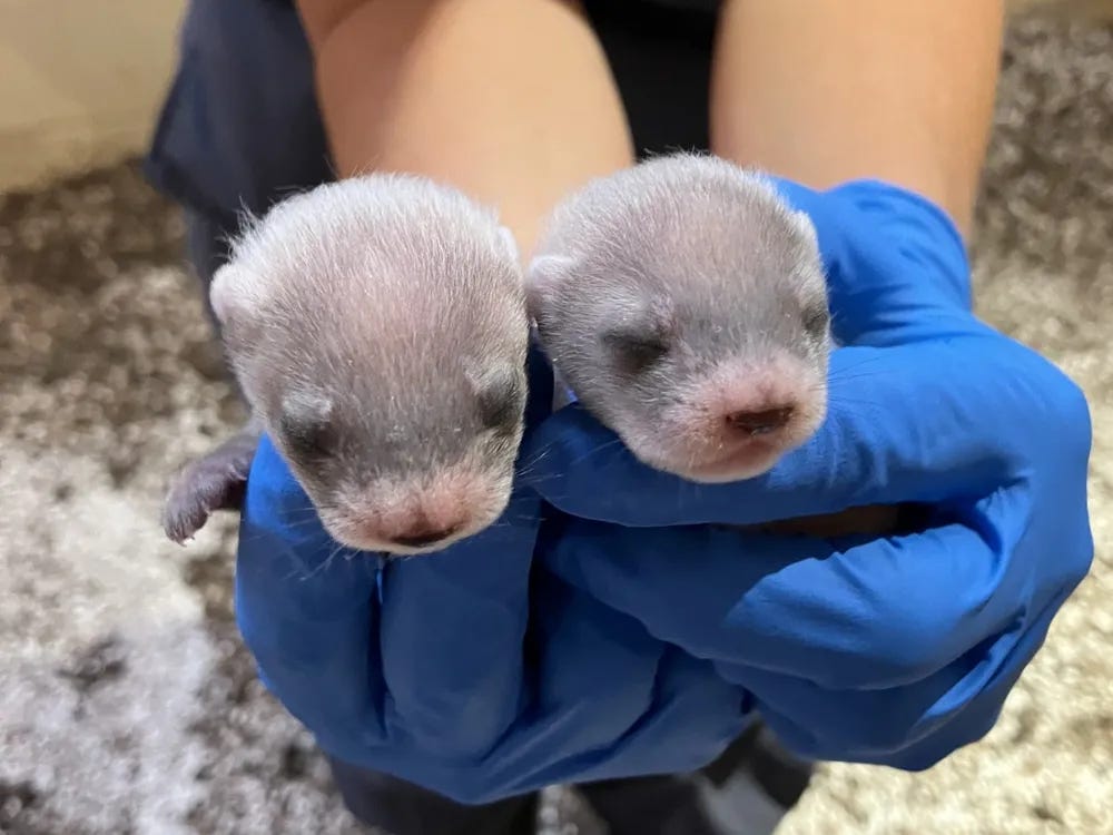 Two black-footed ferrets at three weeks old