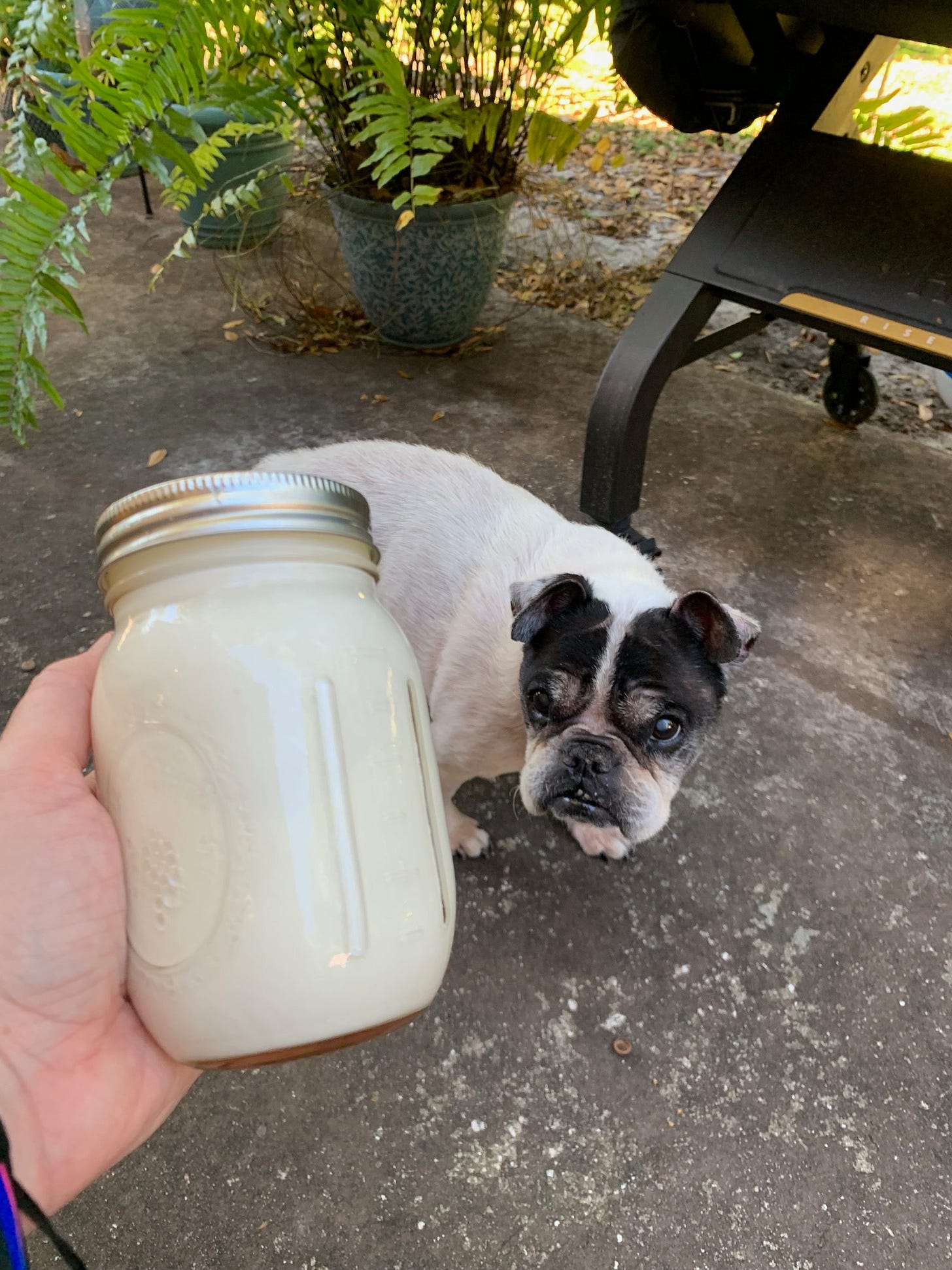 dog looks at jar of thickening cream