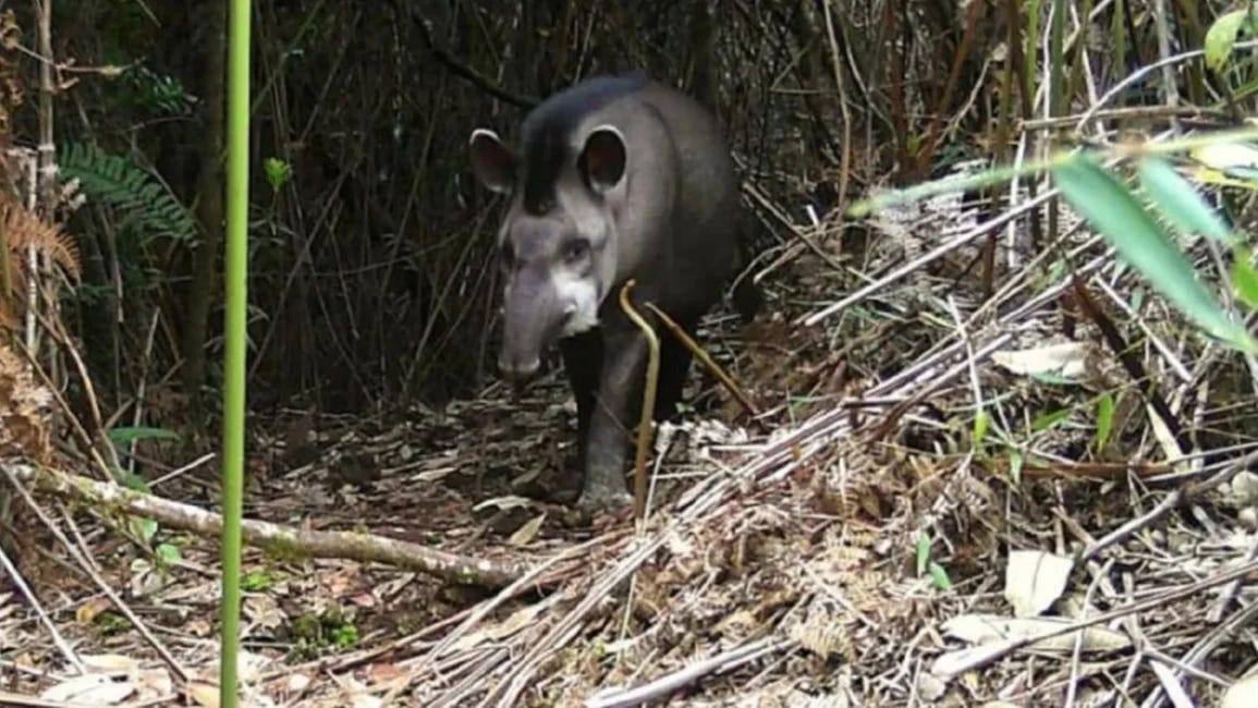 ¡Todavía quedan! Mira la especie animal que reapareció luego de creerse extinta