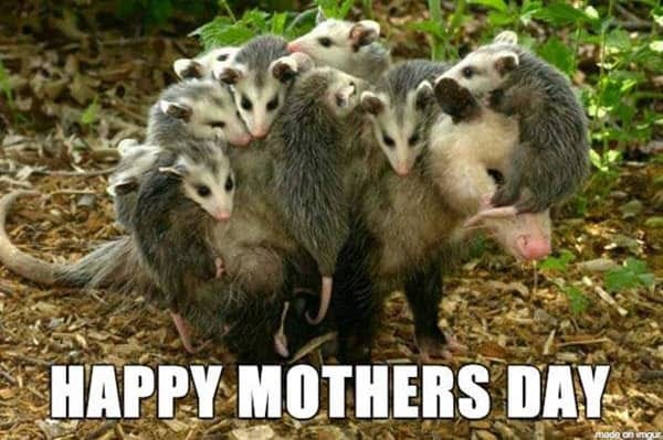 32 Sweet Happy Mother's Day Memes - SayingImages.com