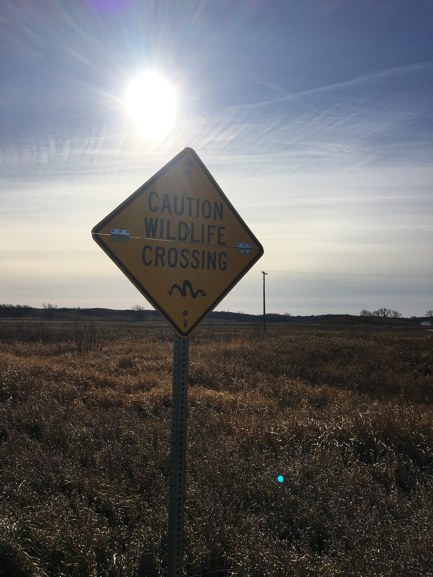 photo of nature preserve with sun shining behind a sign that says: CAUTION WILDLIFE CROSSING with a snake glyph of a snake