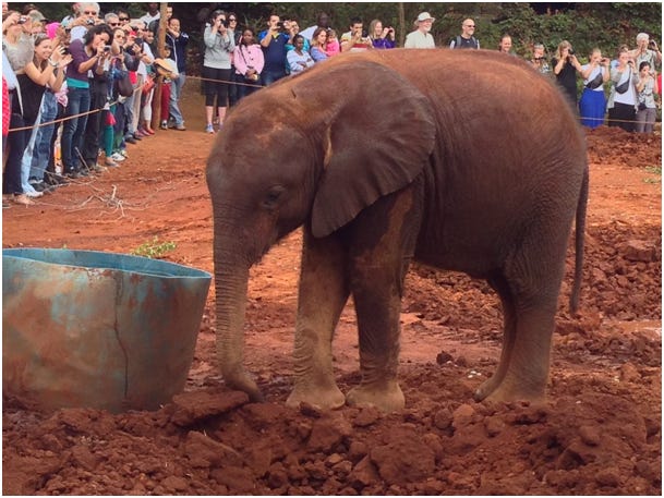 Baby elephant at the Nairobi Elephant Sanctuary.