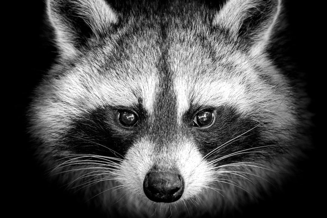 raccoon illustration raccoon illustration