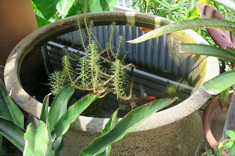 Fish swim in a concrete pot surrounded by plants.