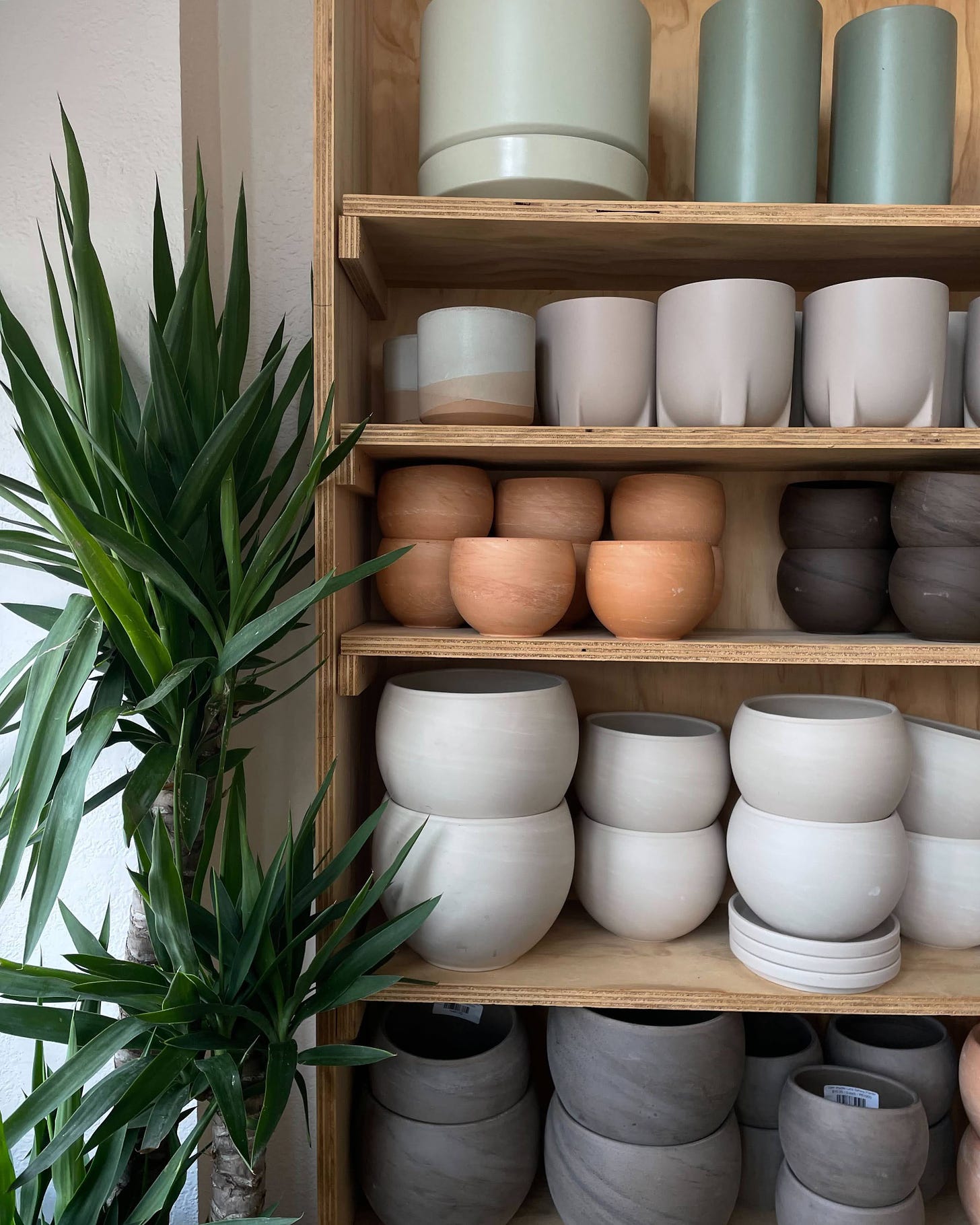 neutral pastel planters on plywood shelves with a yucca plant next to them