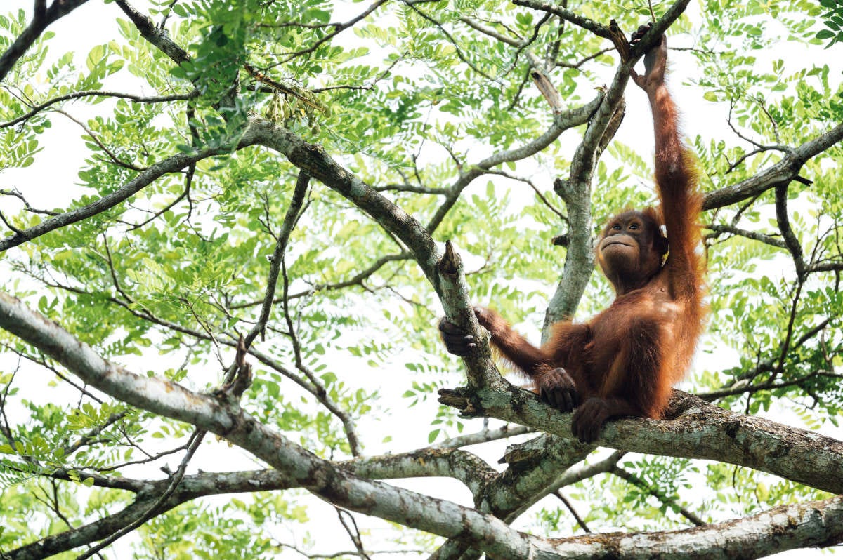 una cría de orangután, de pelaje naranja, está subida a un árbol, parece que piensa cómo hacer la siguiente broma