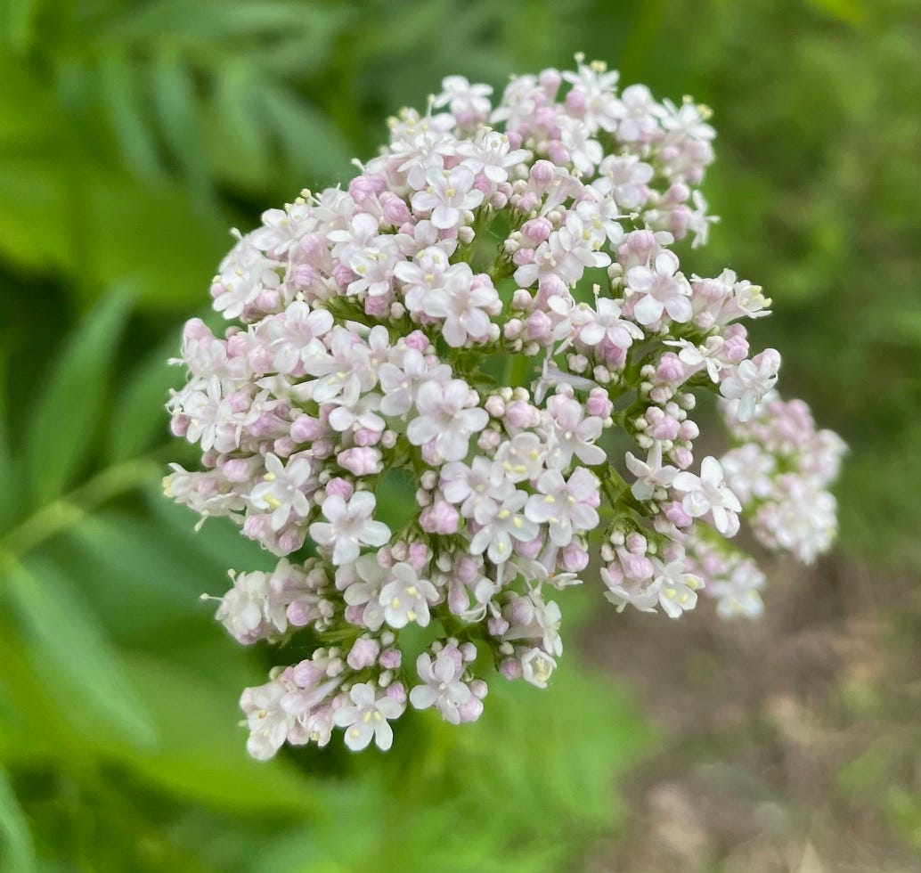 sweet smelling blooms of Valeriana officinalis