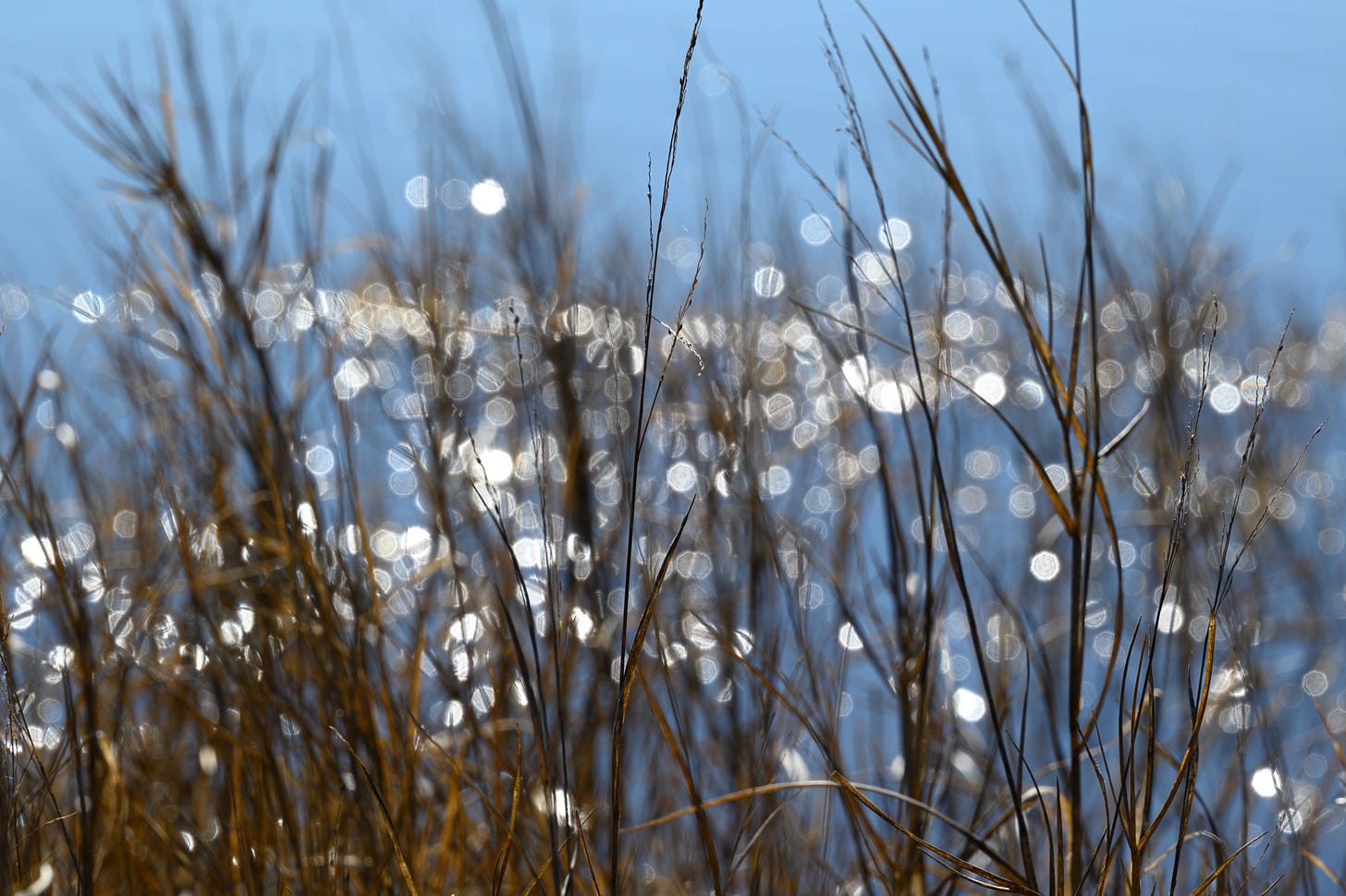 The sun creates sparkling dots on the water behind tall grasses 