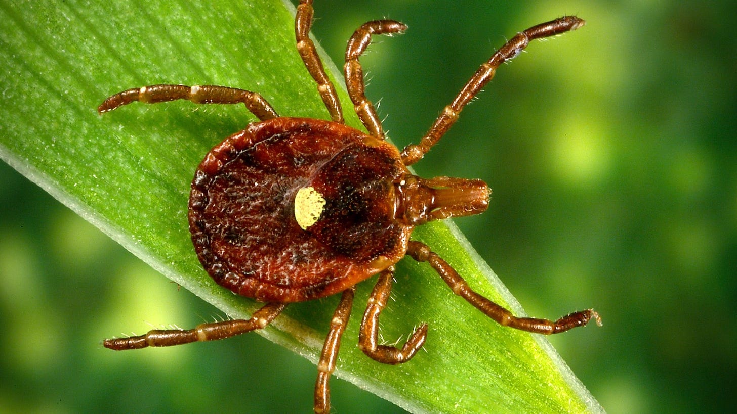 About Southern Tick-Associated Rash Illness | Lyme Disease | CDC