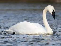 Trumpeter Swan Identification, All About Birds, Cornell Lab of Ornithology