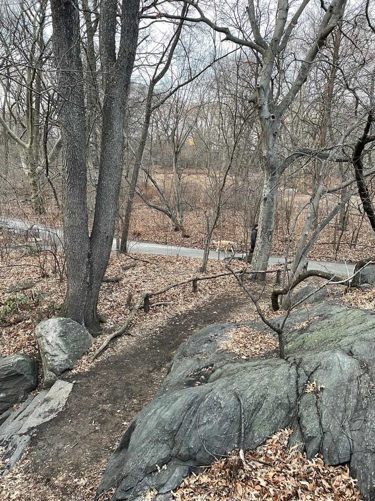 A path in central park Ramble