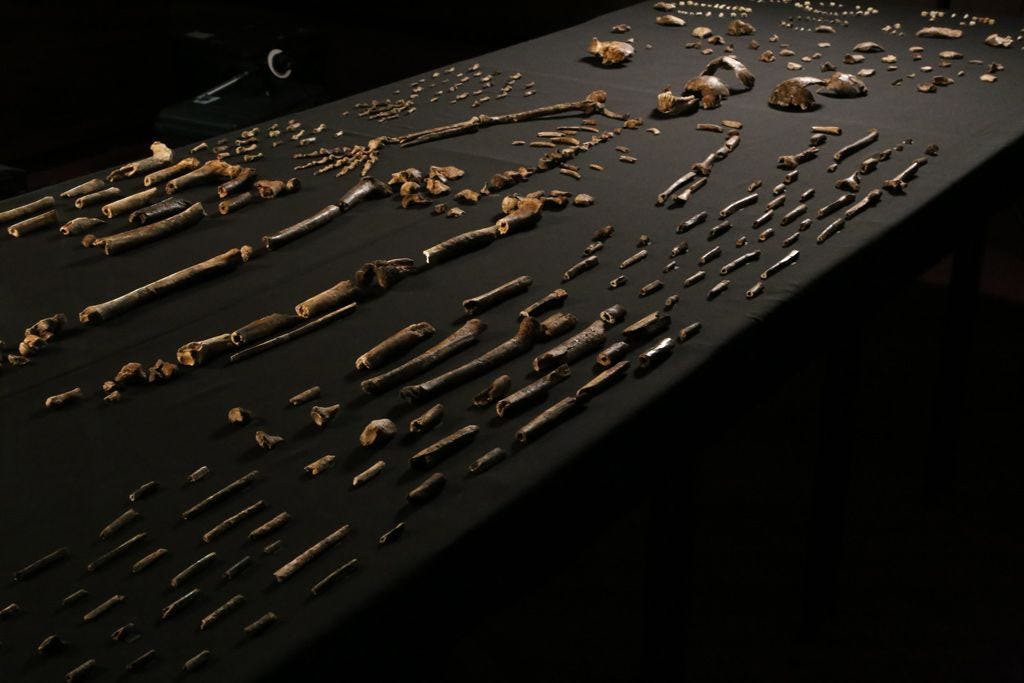 Homo naledi skeletal material on a black table with dark background