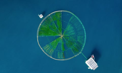 An aerial view of a large metal ring in the sea with green threads radiating out from the centre