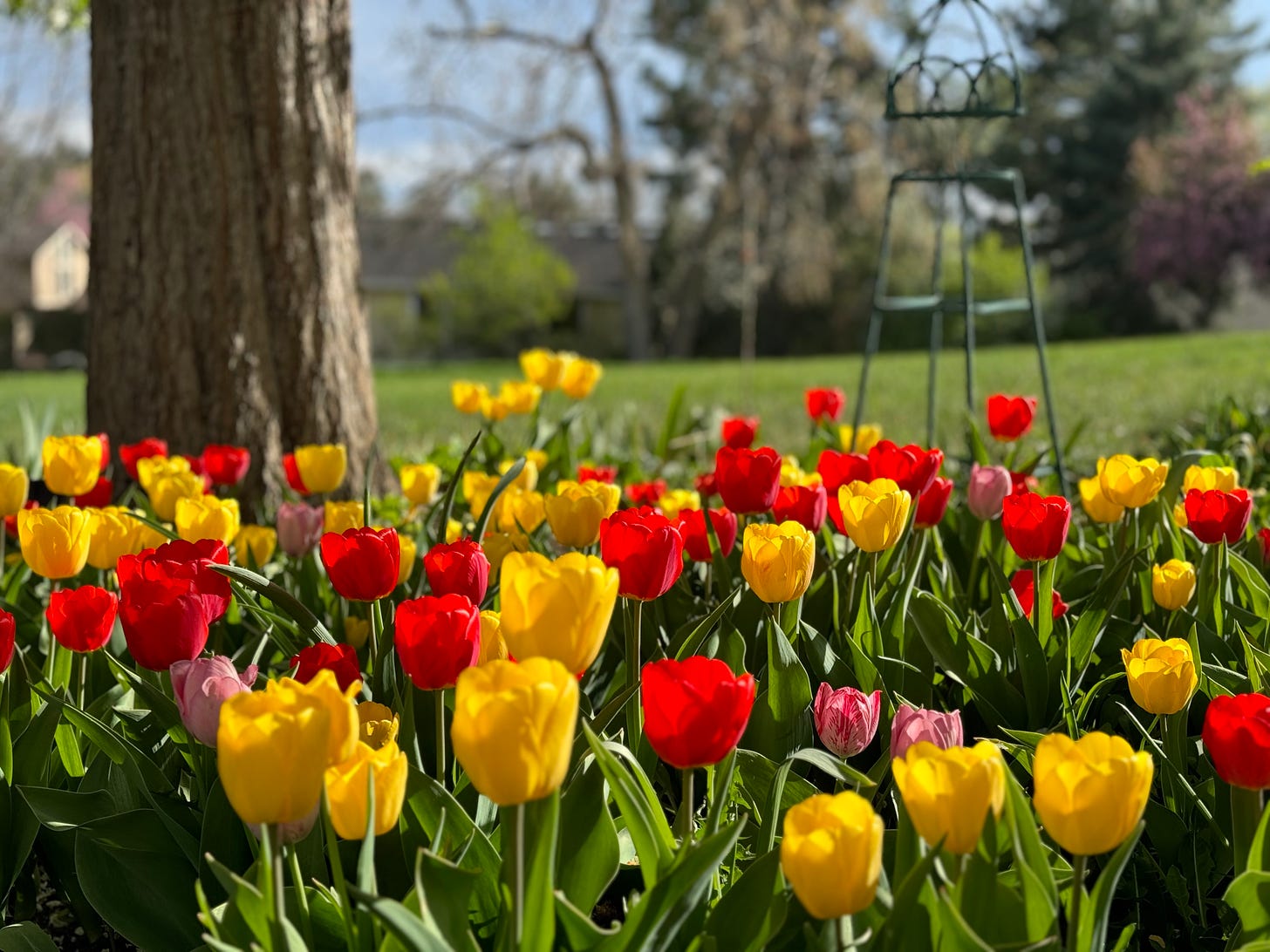 A group of yellow and red tulips on a sunny day