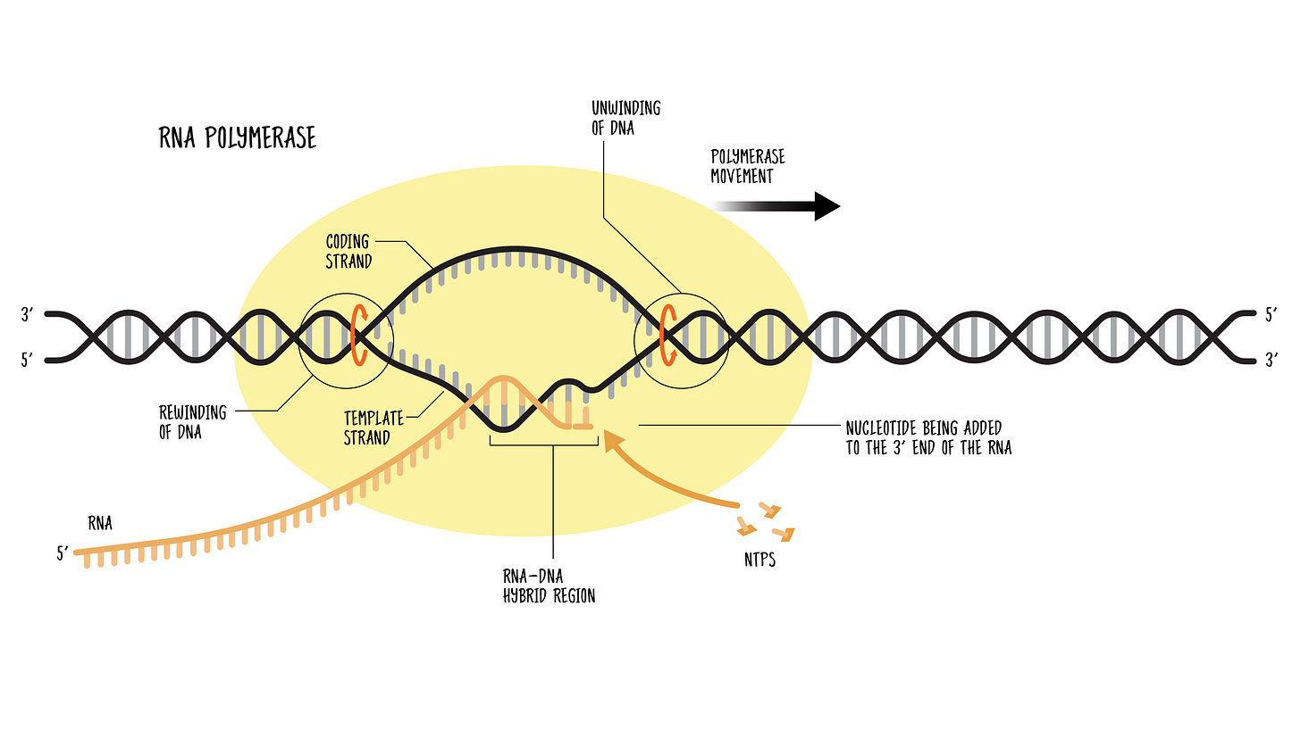 A diagram showing the action of RNA polymerase.