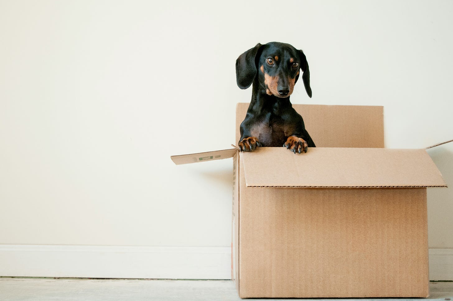 A dog popping out of a moving box.