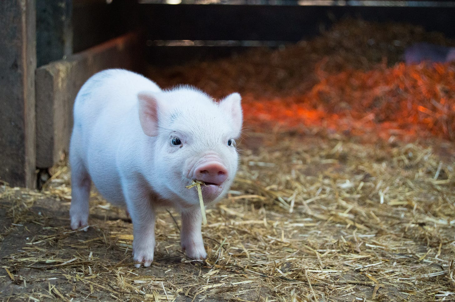 A piglet. Photo by Christopher Carson on Unsplash.