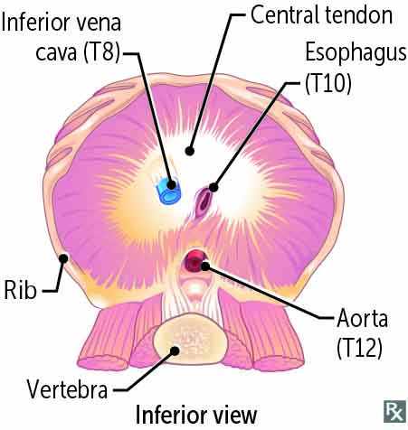 Mnemonic Monday: Structures of the Diaphragm - First Aid Team