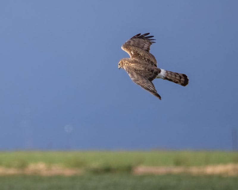 20250307-ManvilleFarm-69-Edit.jpg