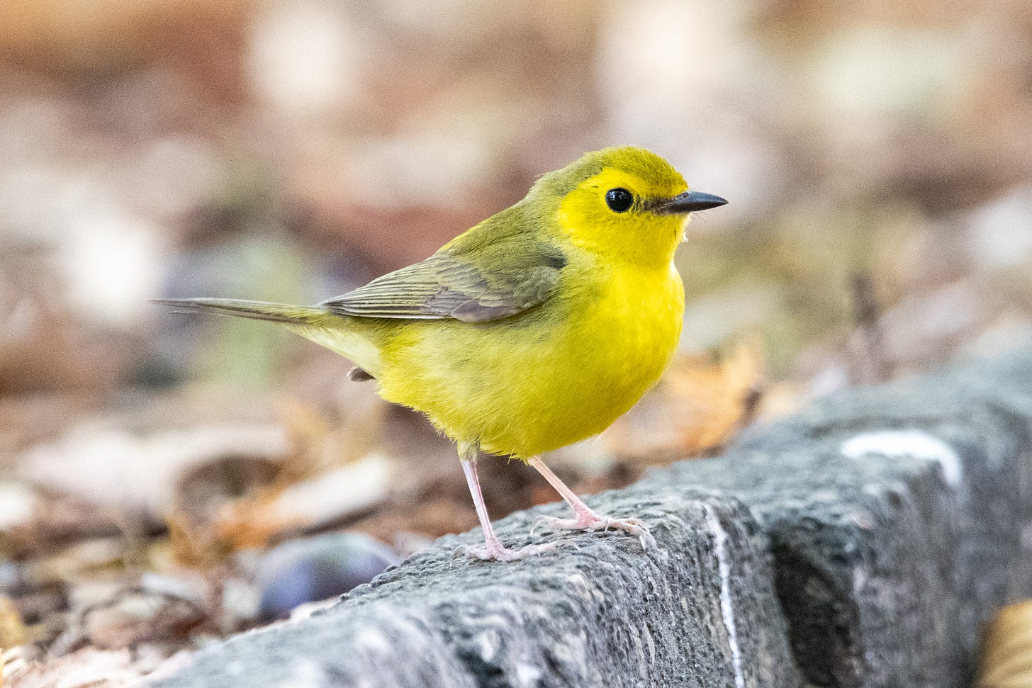 A hooded warbler (female), in profile, standing on a gray stone brick
