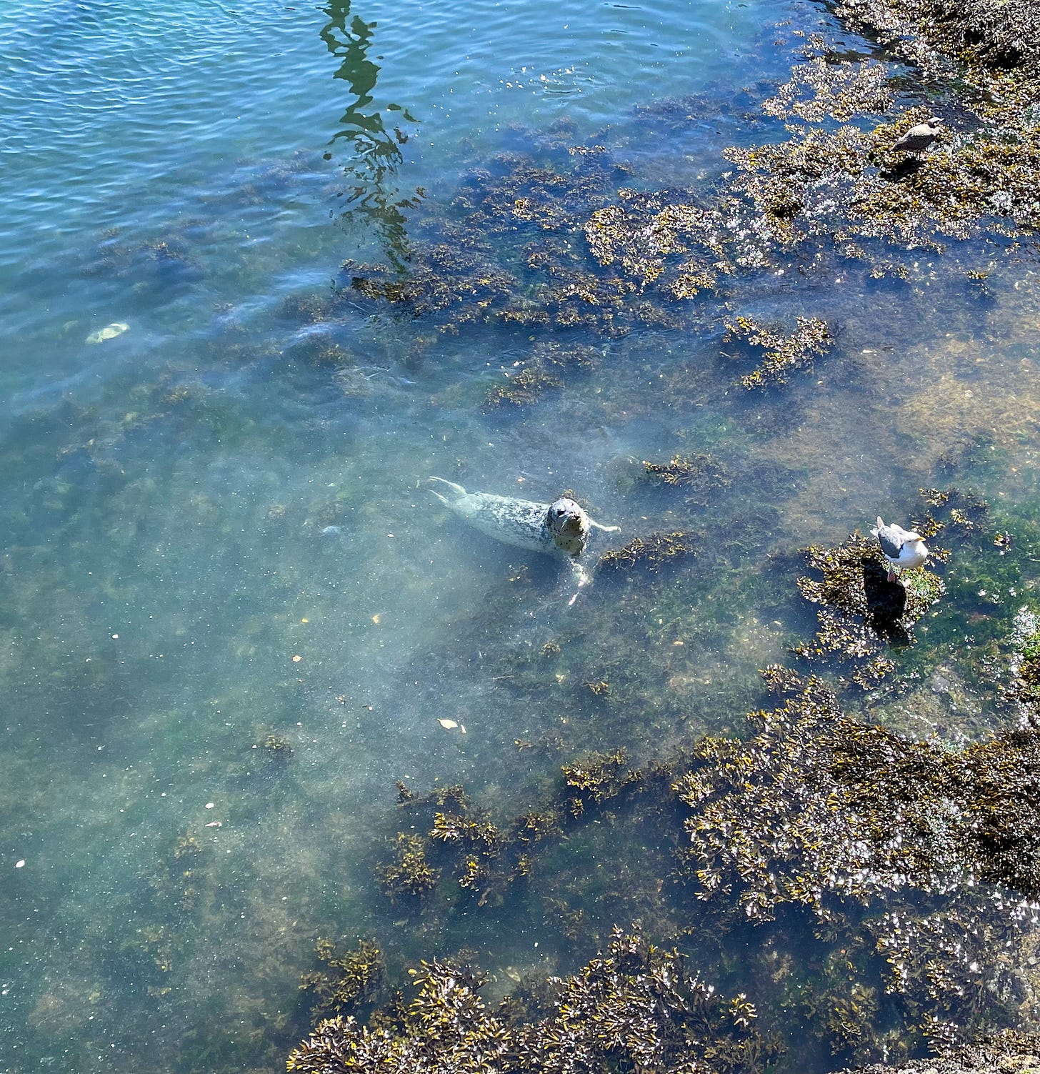 harbor seal in Depoe Bay