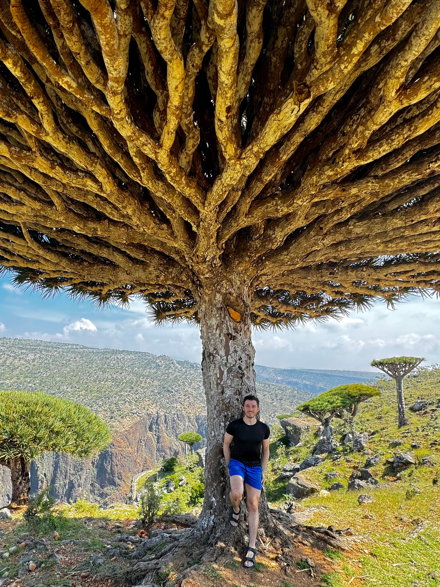 dragon's blood tree