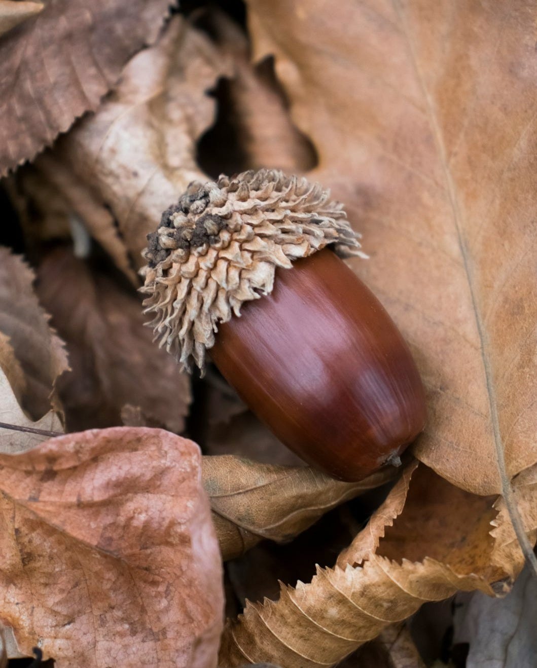 a close up of an acorn on the ground