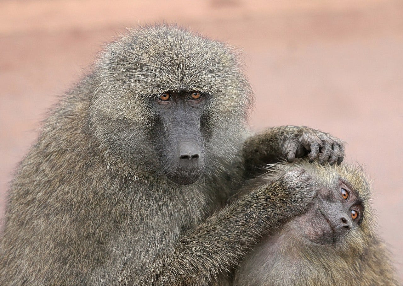 baboons grooming one another