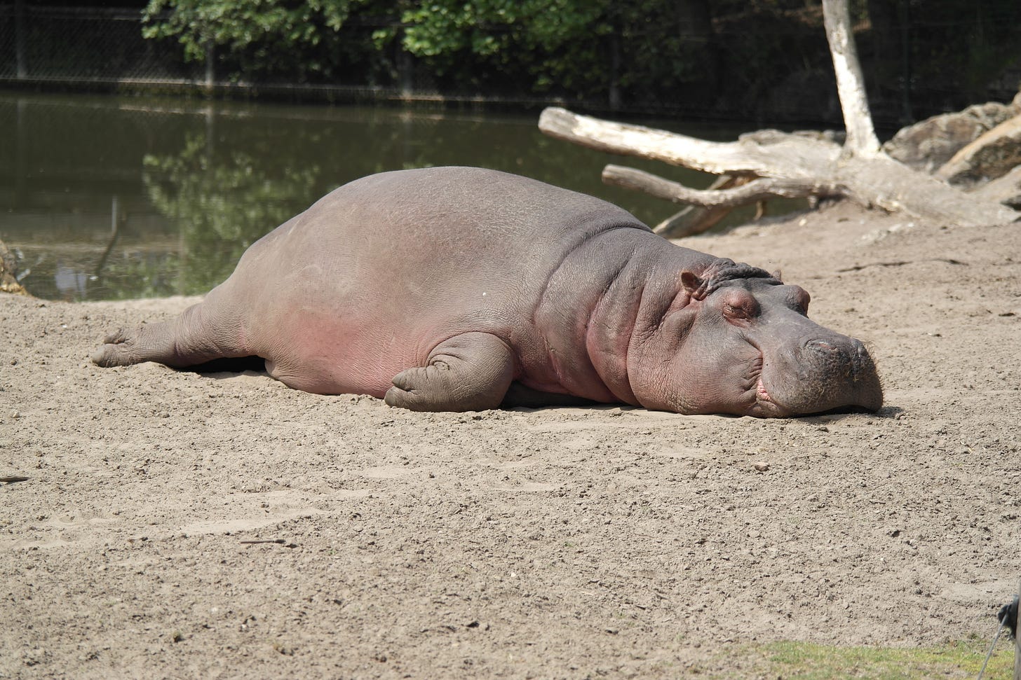 Hippo lying flat on its stomach on a beach with green water in background.