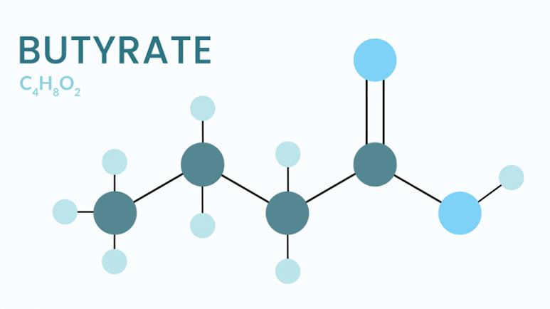 butyrate metabolic powerhouse