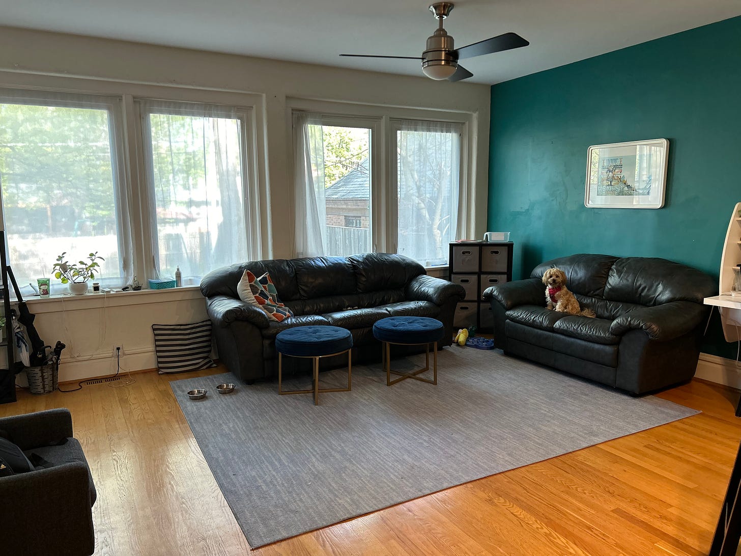 picture of author's living room with couches, rugs, and a dog