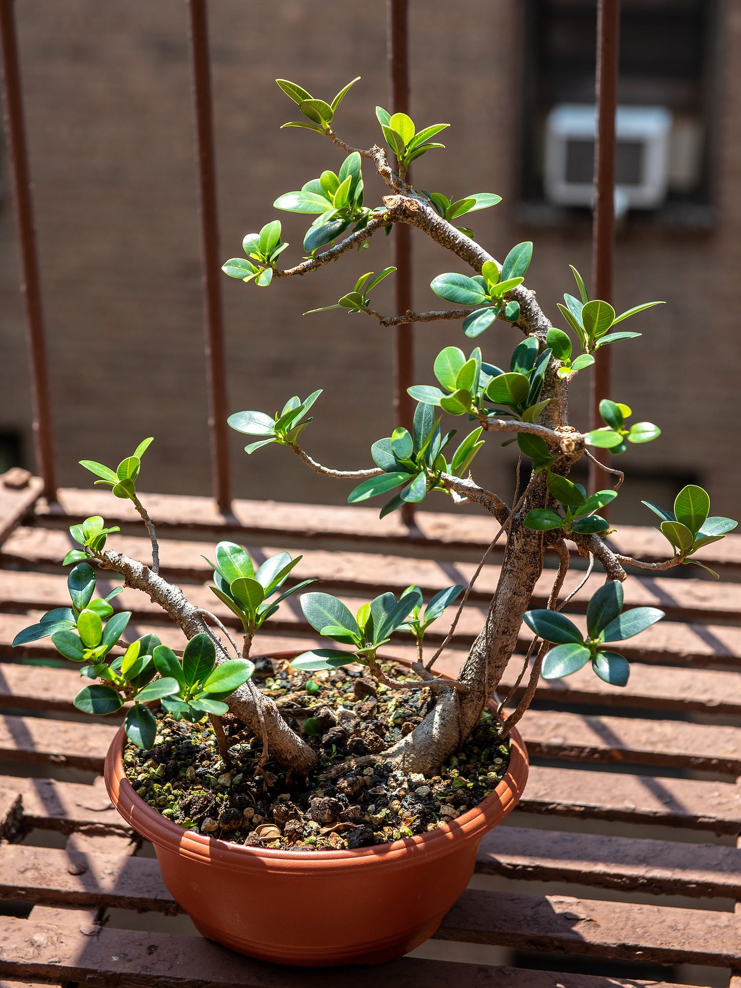 ID: Ficus microcarpa with twin trunks, informal upright style